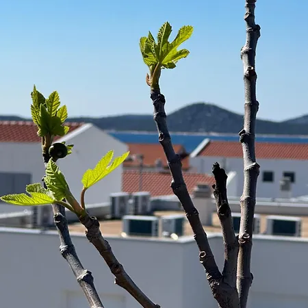 Verica